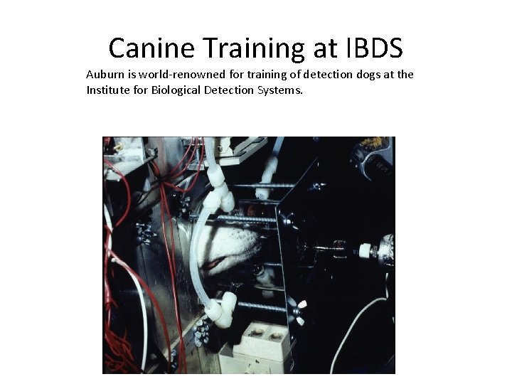 Canine Training at IBDS Auburn is world-renowned for training of detection dogs at the