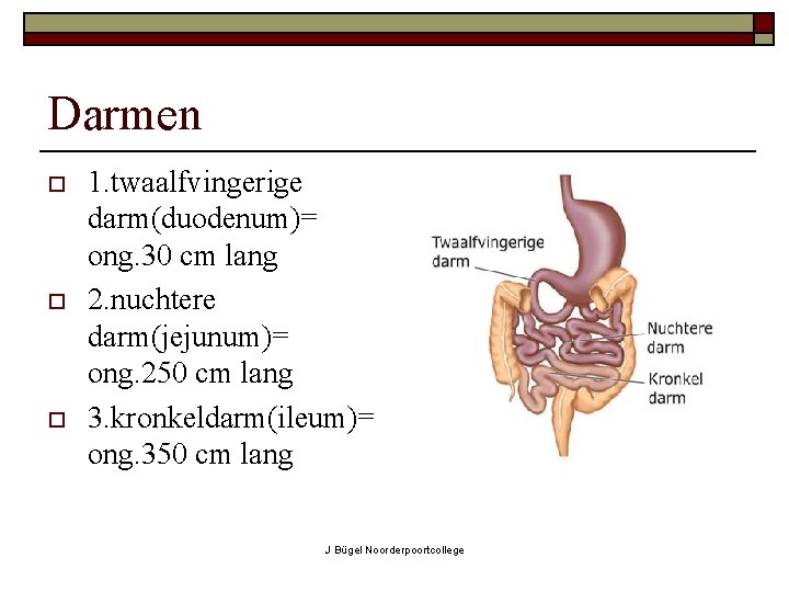 Darmen o o o 1. twaalfvingerige darm(duodenum)= ong. 30 cm lang 2. nuchtere darm(jejunum)=