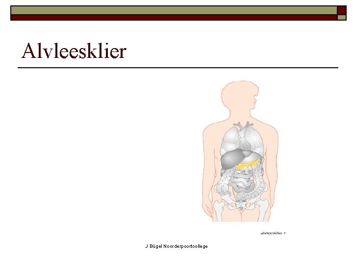 Alvleesklier J Bügel Noorderpoortcollege 