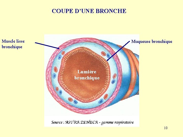 COUPE D’UNE BRONCHE Muscle lisse bronchique Muqueuse bronchique Lumière bronchique 10 
