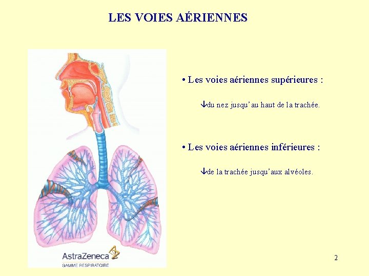 ANATOMIE DES VOIES ARIENNES Service De Rhabilitation Respiratoire
