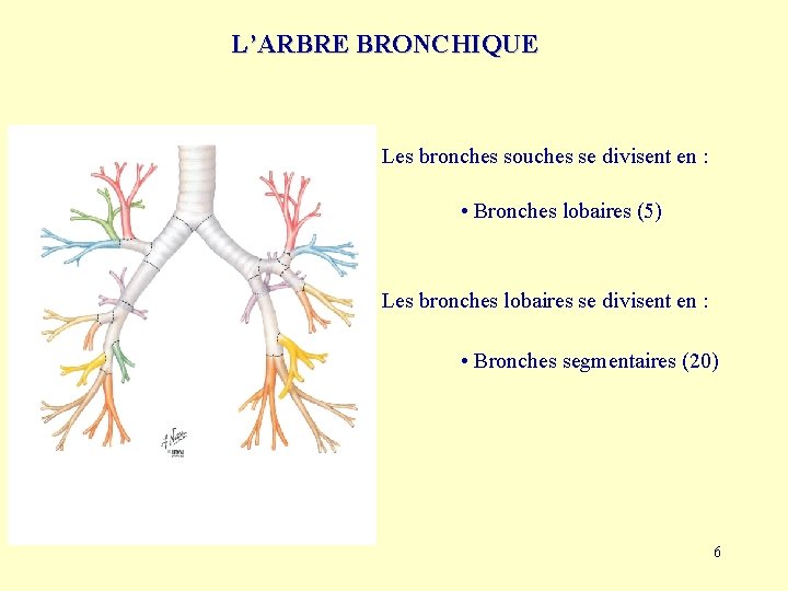 L’ARBRE BRONCHIQUE Les bronches souches se divisent en : • Bronches lobaires (5) Les