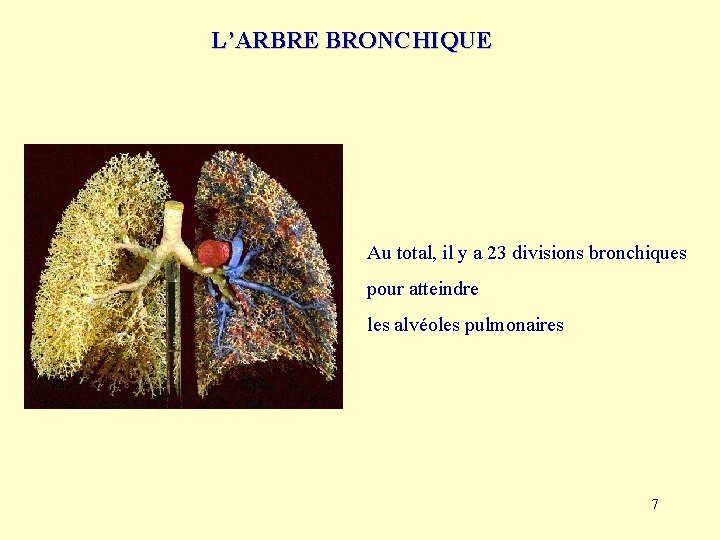 L’ARBRE BRONCHIQUE Au total, il y a 23 divisions bronchiques pour atteindre les alvéoles
