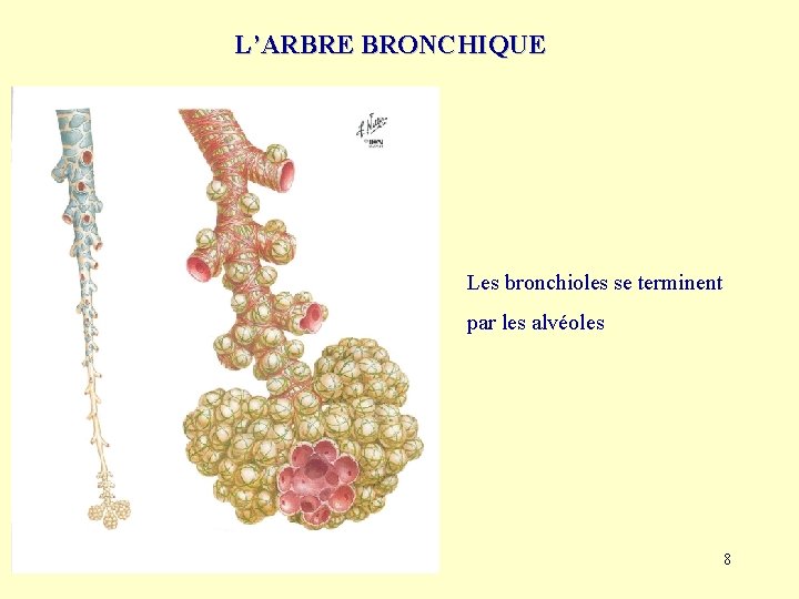 L’ARBRE BRONCHIQUE Les bronchioles se terminent par les alvéoles 8 