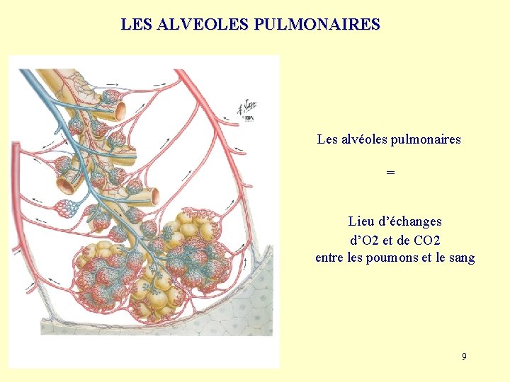 LES ALVEOLES PULMONAIRES Les alvéoles pulmonaires = Lieu d’échanges d’O 2 et de CO