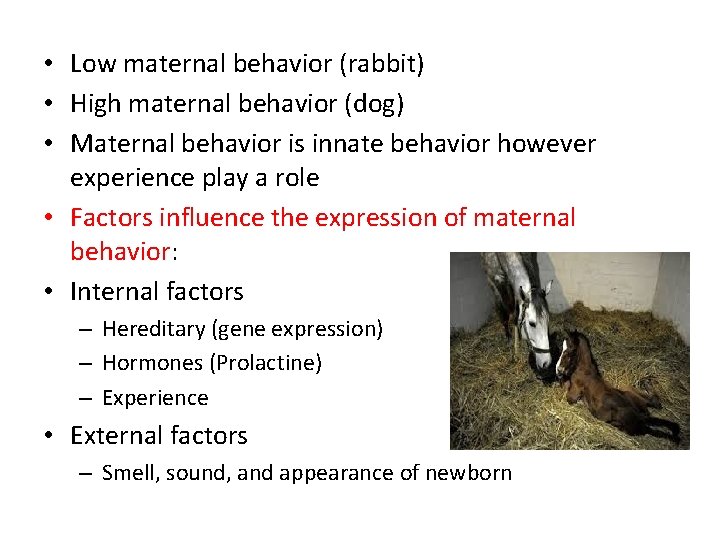  • Low maternal behavior (rabbit) • High maternal behavior (dog) • Maternal behavior