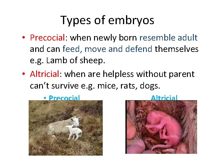 Types of embryos • Precocial: when newly born resemble adult and can feed, move