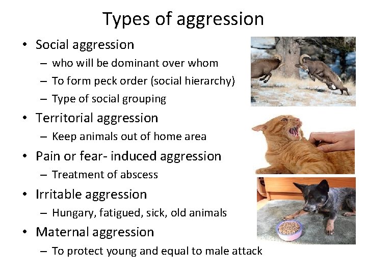 Types of aggression • Social aggression – who will be dominant over whom –