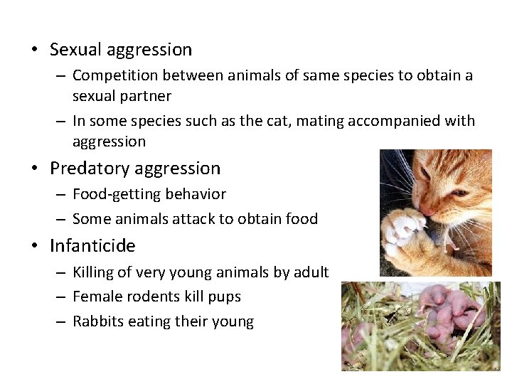  • Sexual aggression – Competition between animals of same species to obtain a