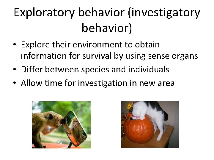Exploratory behavior (investigatory behavior) • Explore their environment to obtain information for survival by