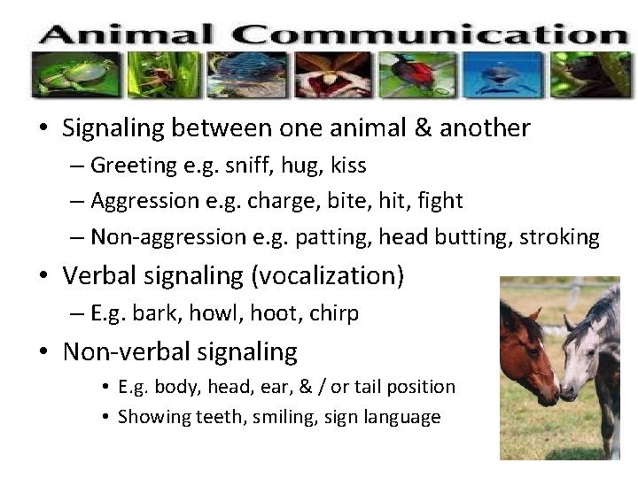  • Signaling between one animal & another – Greeting e. g. sniff, hug,