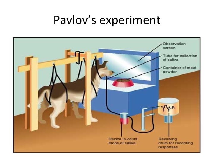 Pavlov’s experiment 
