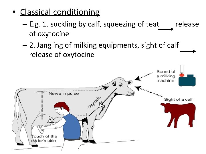  • Classical conditioning – E. g. 1. suckling by calf, squeezing of teat