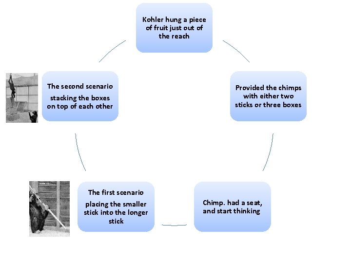 Kohler hung a piece of fruit just out of the reach The second scenario