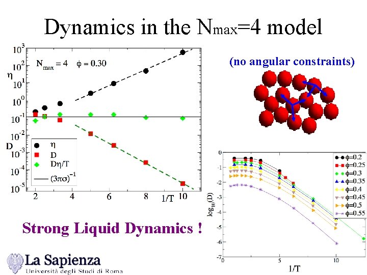 Dynamics in the Nmax=4 model (no angular constraints) Strong Liquid Dynamics ! 