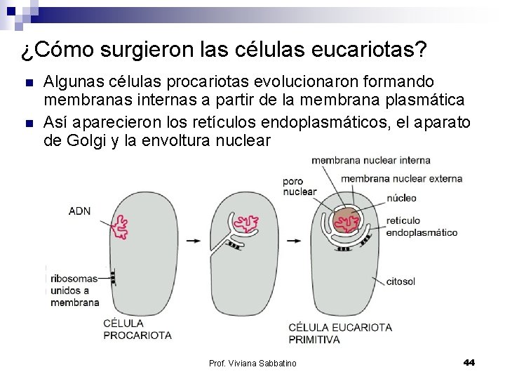 ¿Cómo surgieron las células eucariotas? n n Algunas células procariotas evolucionaron formando membranas internas