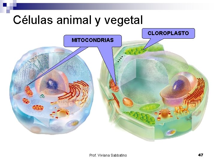 Células animal y vegetal CLOROPLASTO MITOCONDRIAS Prof. Viviana Sabbatino 47 