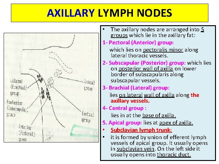 AXILLARY LYMPH NODES • The axillary nodes are arranged into 5 groups which lie