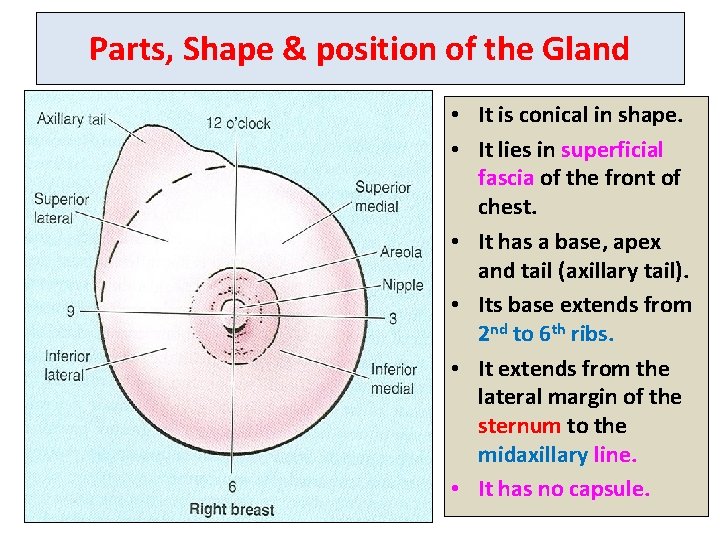 Parts, Shape & position of the Gland • It is conical in shape. •
