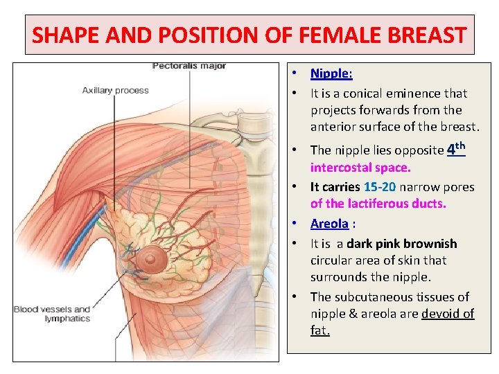SHAPE AND POSITION OF FEMALE BREAST • Nipple: • It is a conical eminence