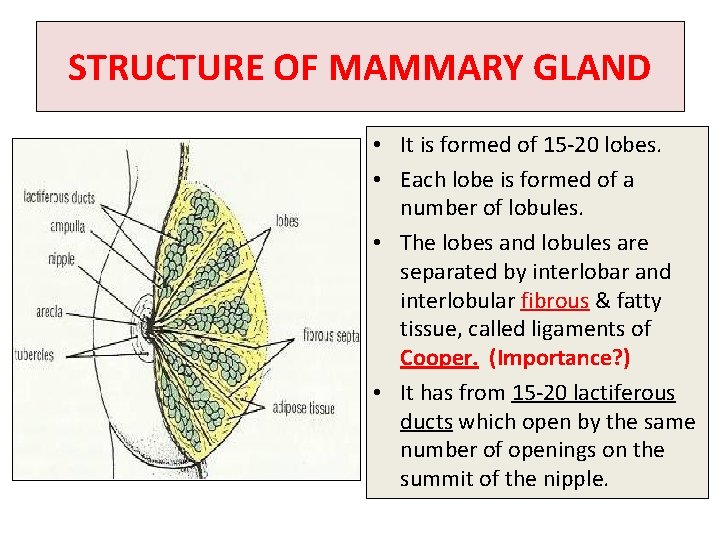 STRUCTURE OF MAMMARY GLAND • It is formed of 15 -20 lobes. • Each