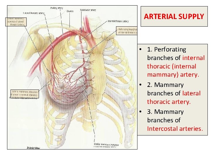 ARTERIAL SUPPLY • 1. Perforating branches of internal thoracic (internal mammary) artery. • 2.