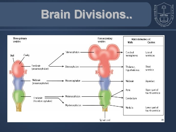 Brain Divisions. . 