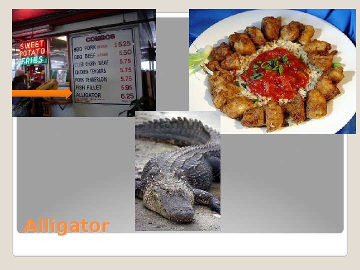 Alligator 