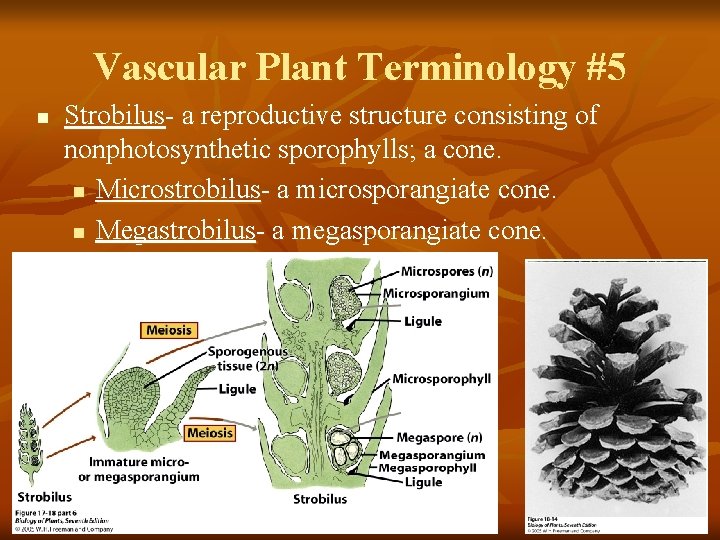 Vascular Plant Terminology #5 n Strobilus- a reproductive structure consisting of nonphotosynthetic sporophylls; a