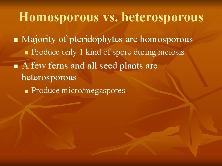 Homosporous vs. heterosporous n Majority of pteridophytes are homosporous n n Produce only 1