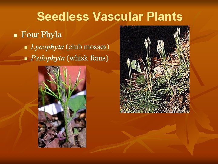 Seedless Vascular Plants n Four Phyla n n Lycophyta (club mosses) Psilophyta (whisk ferns)