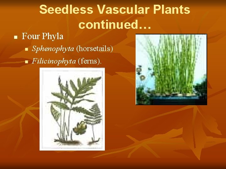 Seedless Vascular Plants continued… n Four Phyla n n Sphenophyta (horsetails) Filicinophyta (ferns). 