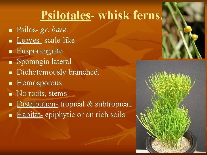 Psilotales- whisk ferns. n n n n n Psilos- gr. bare. Leaves- scale-like Eusporangiate