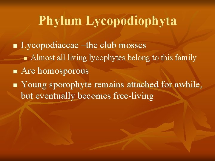 Phylum Lycopodiophyta n Lycopodiaceae –the club mosses n n n Almost all living lycophytes