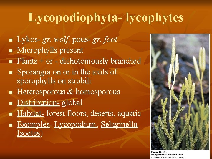 Lycopodiophyta- lycophytes n n n n Lykos- gr. wolf, pous- gr. foot Microphylls present