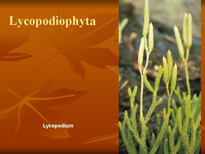 m Lycopodiophyta Lycopodium 