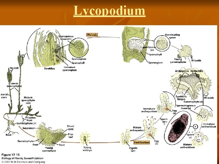 Lycopodium 