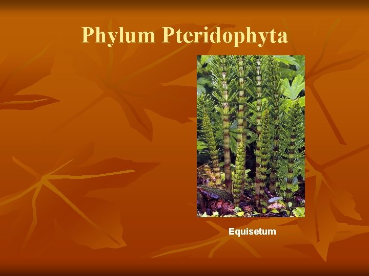 Phylum Pteridophyta Equisetum 