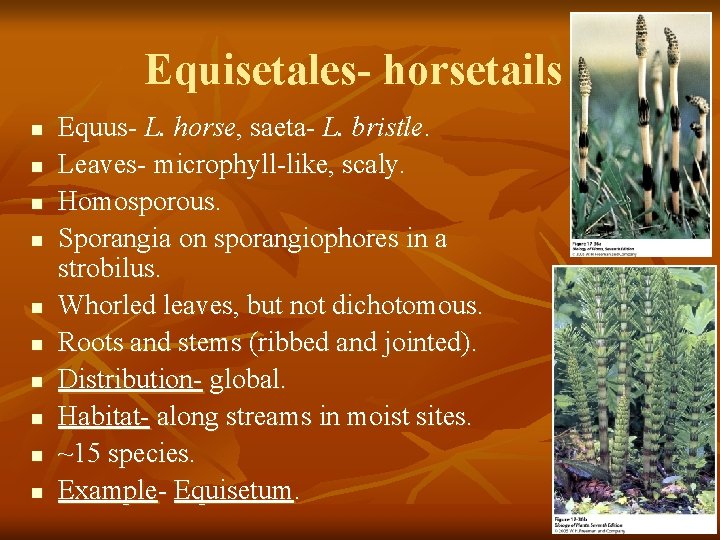 Equisetales- horsetails n n n n n Equus- L. horse, saeta- L. bristle. Leaves-