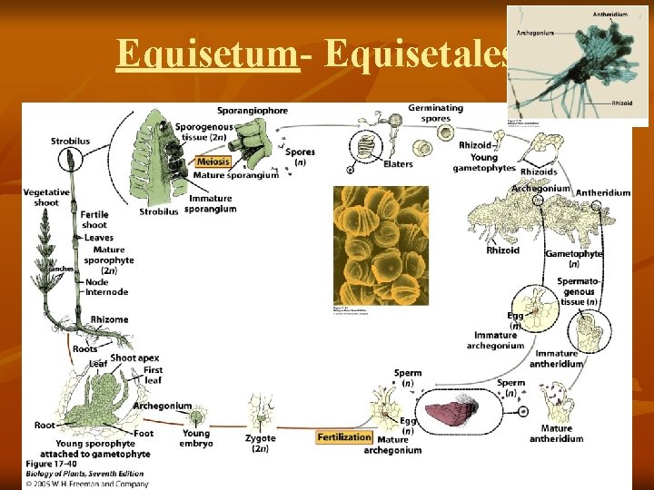 Equisetum- Equisetales 