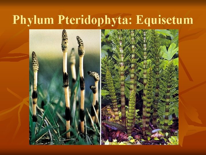 Phylum Pteridophyta: Equisetum 