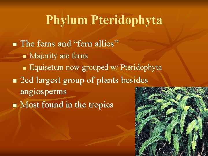 Phylum Pteridophyta n The ferns and “fern allies” n n Majority are ferns Equisetum