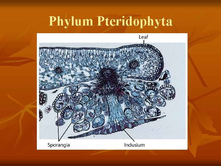 Phylum Pteridophyta 