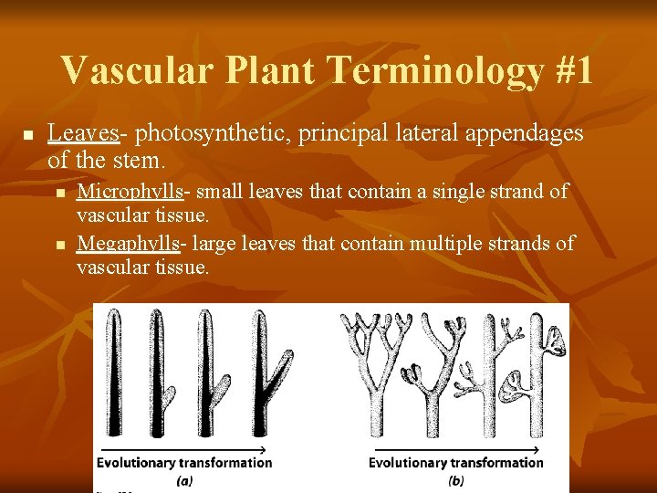 Vascular Plant Terminology #1 n Leaves- photosynthetic, principal lateral appendages of the stem. n