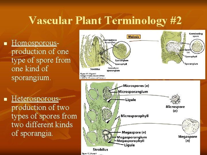 Vascular Plant Terminology #2 n n Homosporousproduction of one type of spore from one