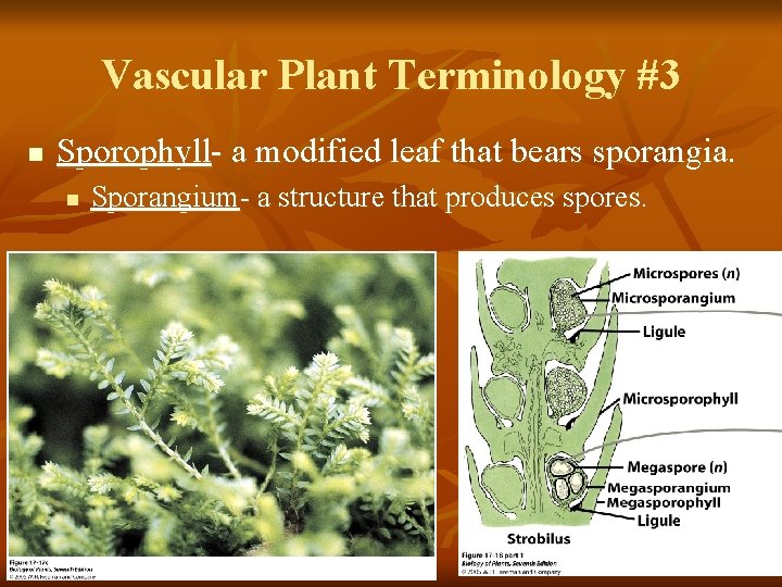 Vascular Plant Terminology #3 n Sporophyll- a modified leaf that bears sporangia. n Sporangium-