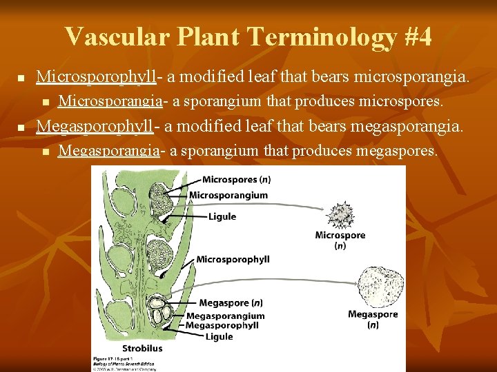 Vascular Plant Terminology #4 n Microsporophyll- a modified leaf that bears microsporangia. n n