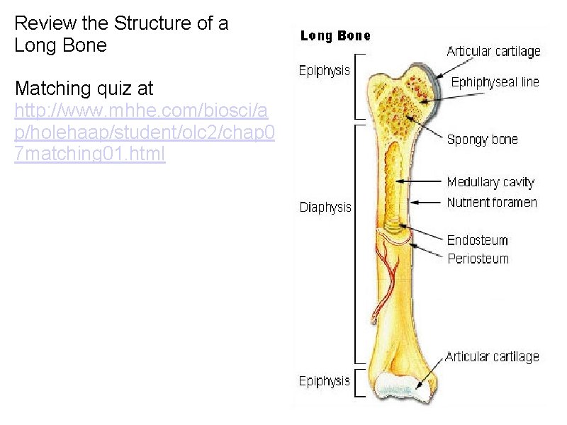Review the Structure of a Long Bone Matching quiz at http: //www. mhhe. com/biosci/a