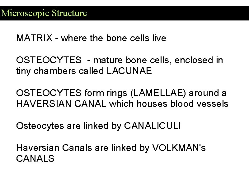 Microscopic Structure MATRIX - where the bone cells live OSTEOCYTES - mature bone cells,