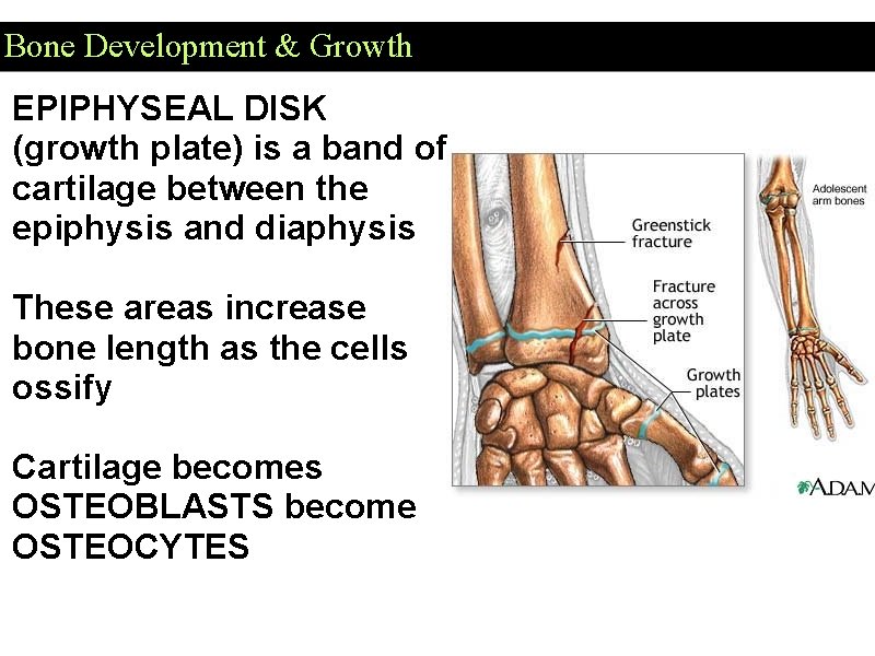 Bone Development & Growth EPIPHYSEAL DISK (growth plate) is a band of cartilage between